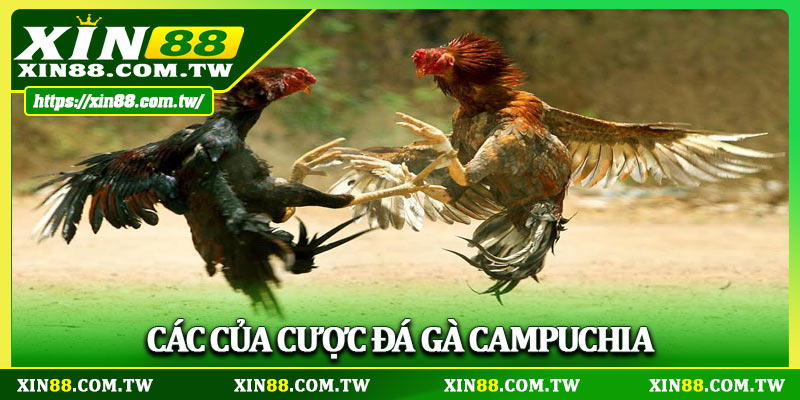 Các cửa cược đá gà Campuchia
