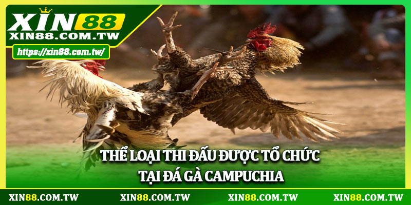 Thể loại thi đấu được tổ chức tại đá gà Campuchia