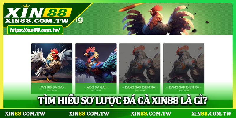 Tìm hiểu sơ lược đá gà XIN88 là gì?