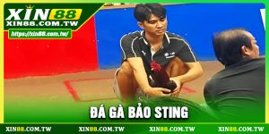 Đá Gà Bảo Sting