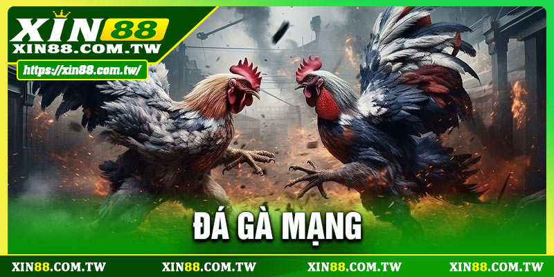 Đá Gà Mạng